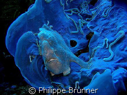 Jolie ambiance avec ce poisson grenouille à Apo Island by Philippe Brunner 